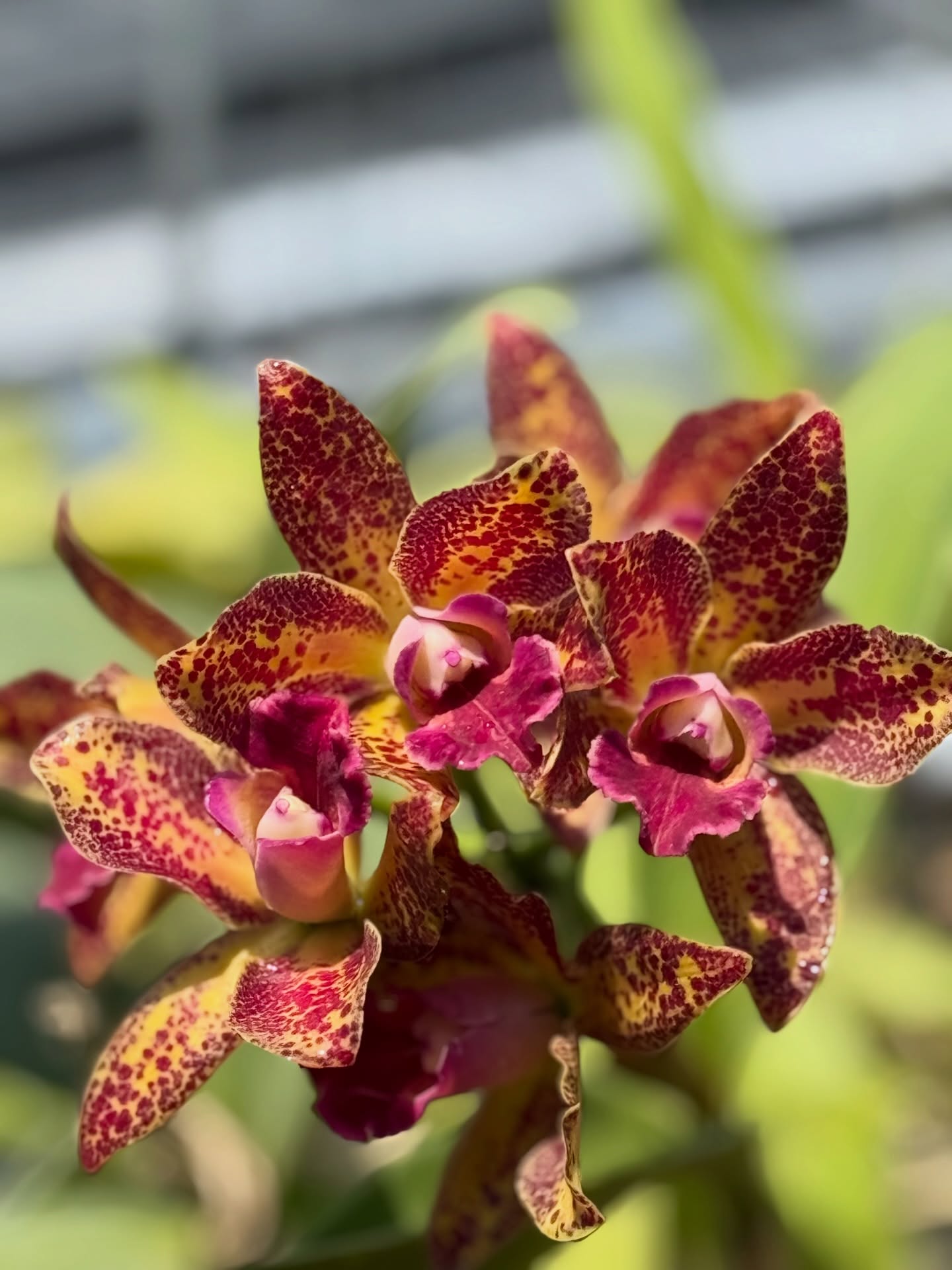 Cattleya_B