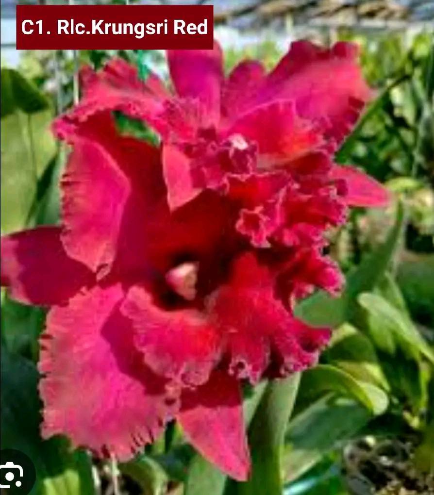 Cattleya_M