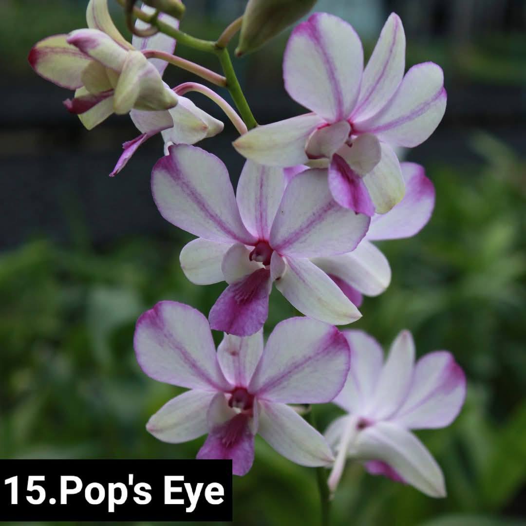 Dendrobium_B