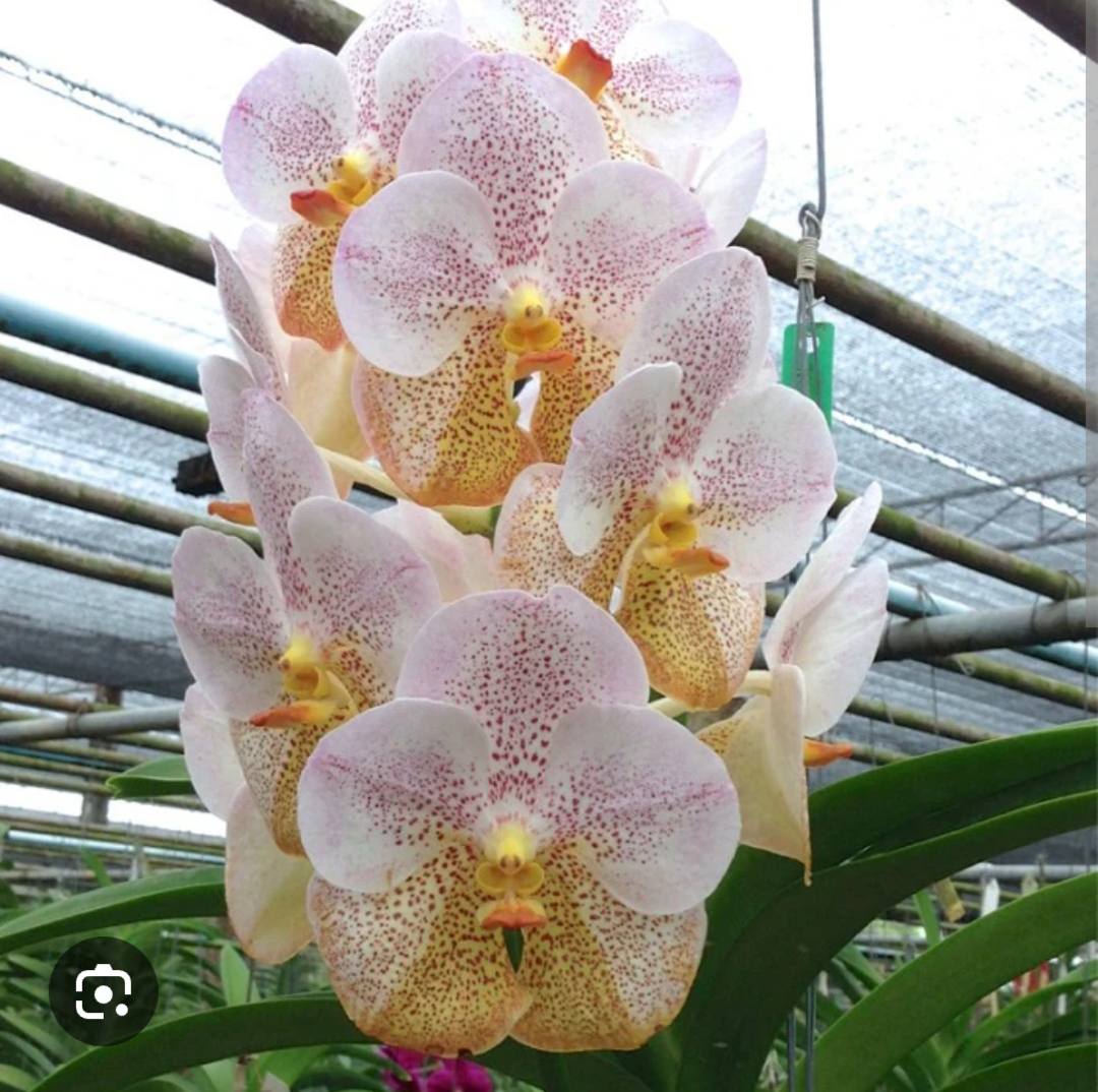 Dendrobium_L