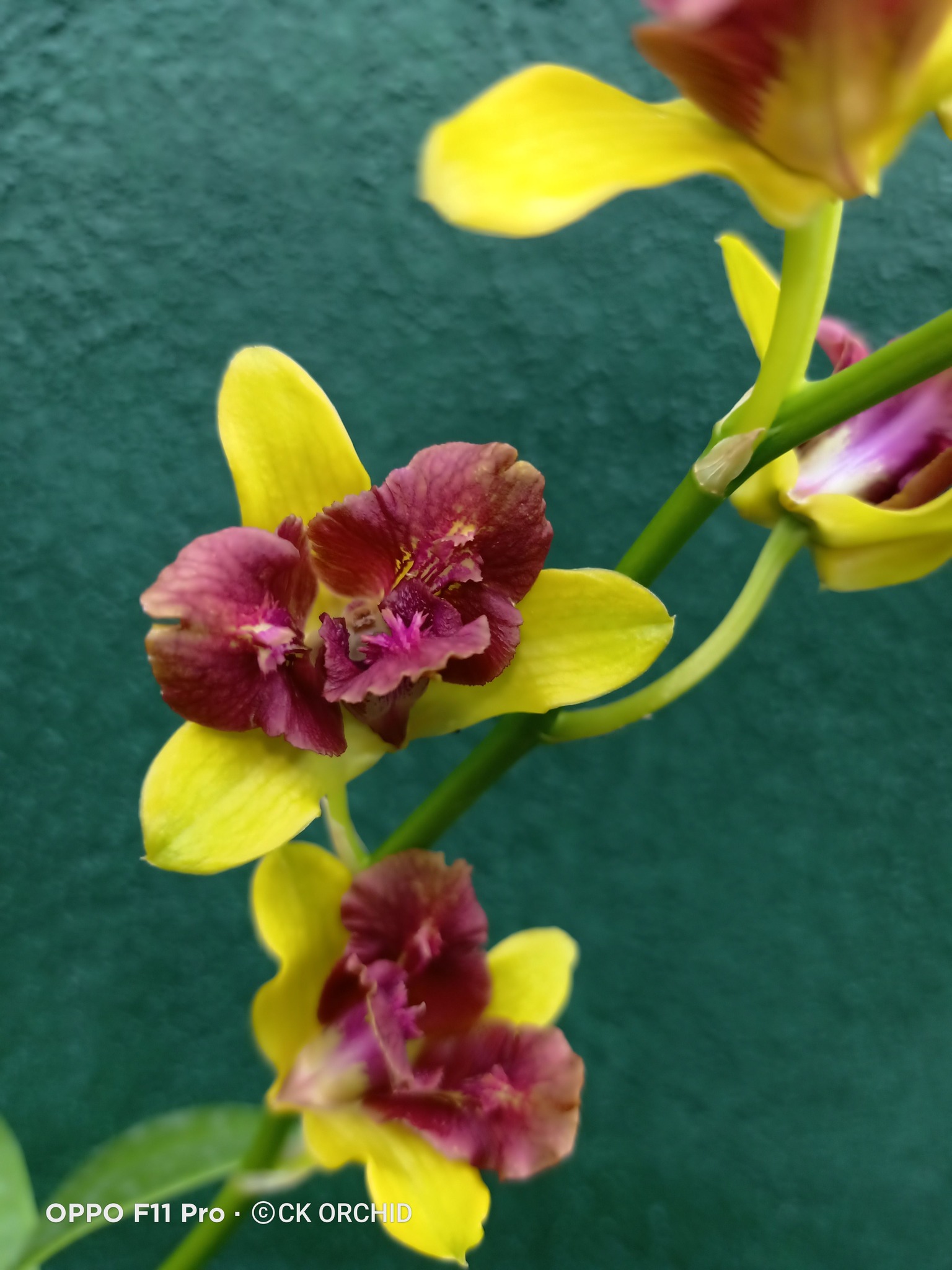 Dendrobium_M