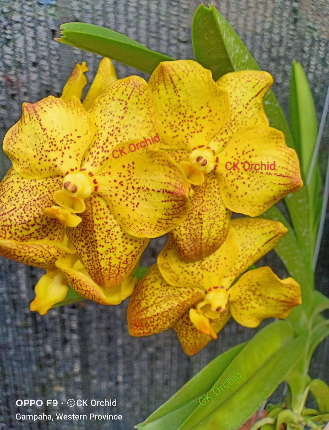 Vanda_B