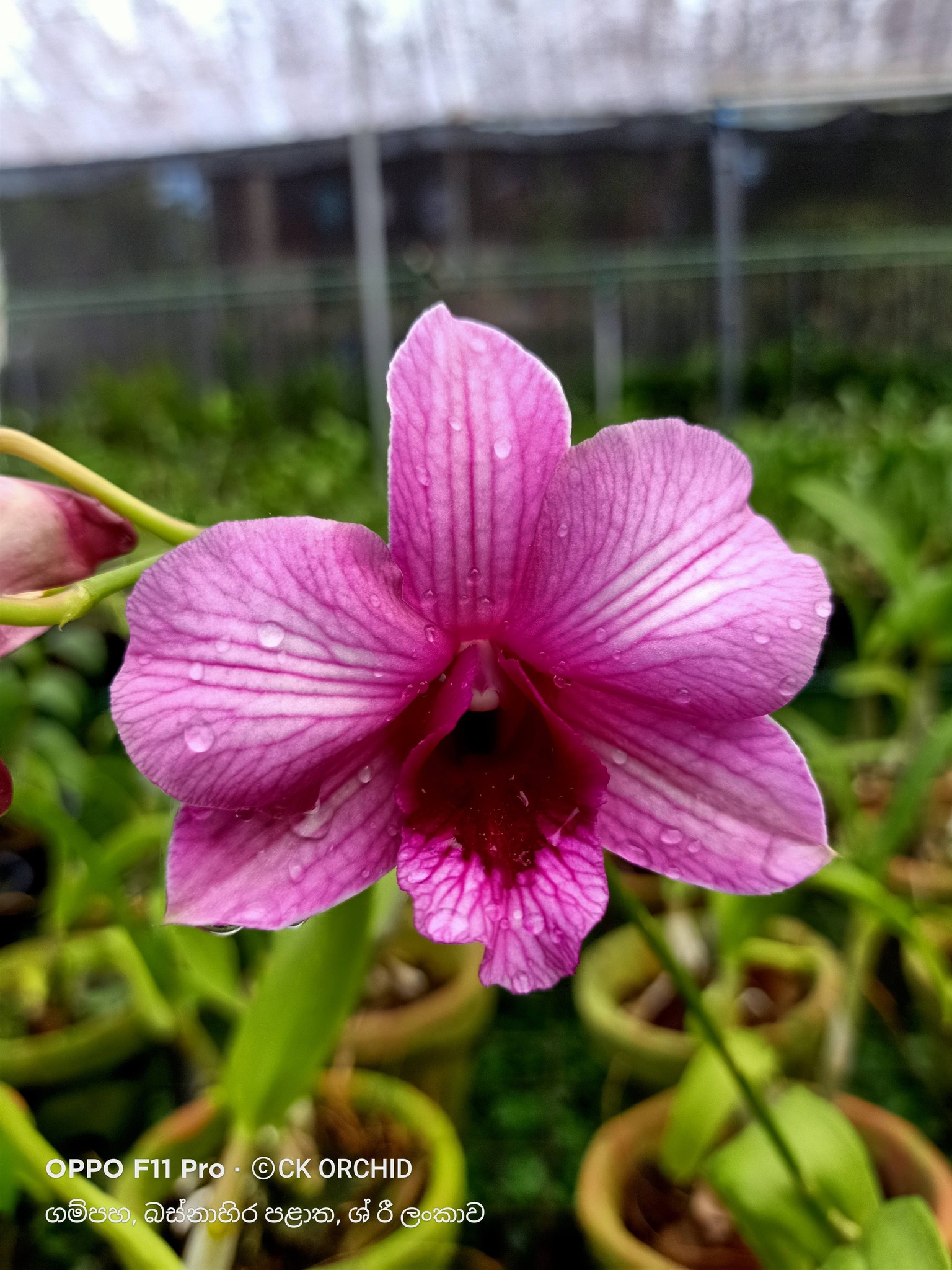 Oncidium_M